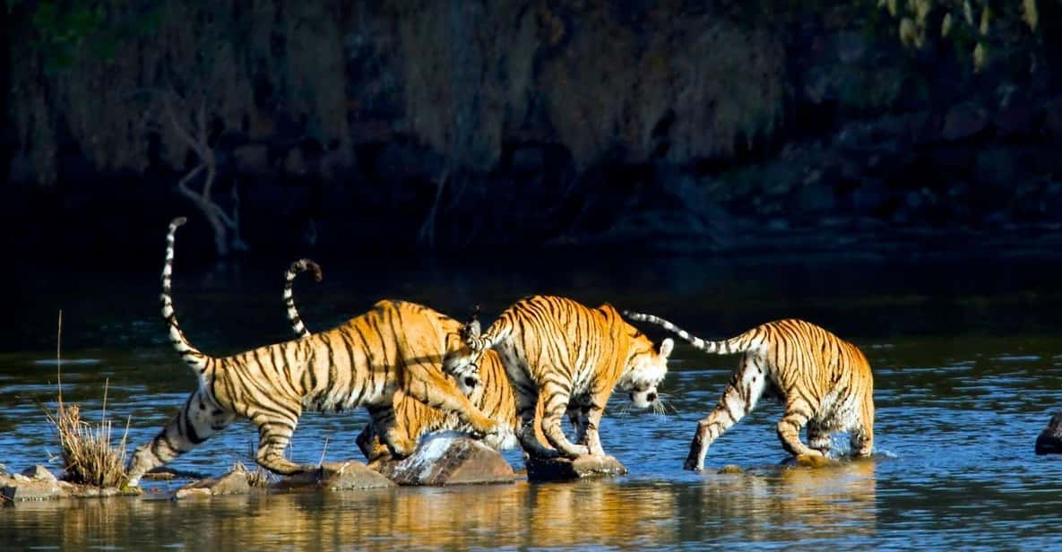 From Delhi: 2 Days 1 Night Ranthambore Tiger Safari Tour - Accommodation Options