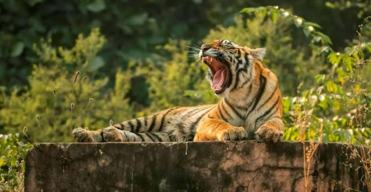 From Delhi: 3-Days Jaipur & Ranthambore Wildlife Safari Tour - Contact and Booking Information