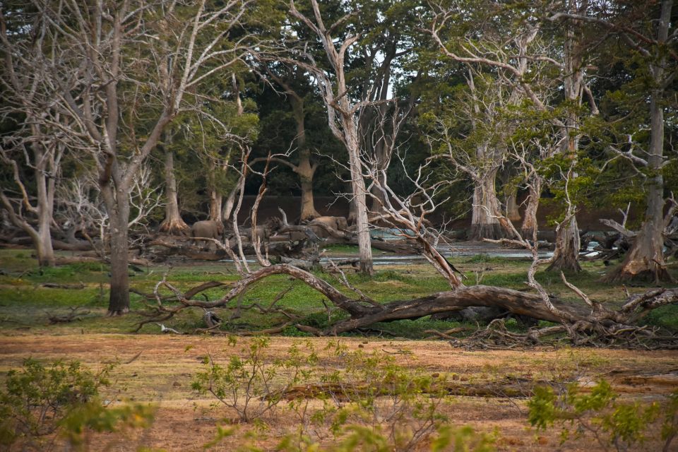 From Ella - Udawalawe National Park Private Safari - Park Regulations and Restrictions