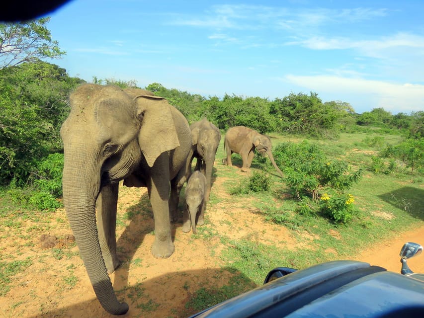 From Galle/Mirissa/Hikkaduwa- Udawalawe National Park Safari - Suitability and Restrictions