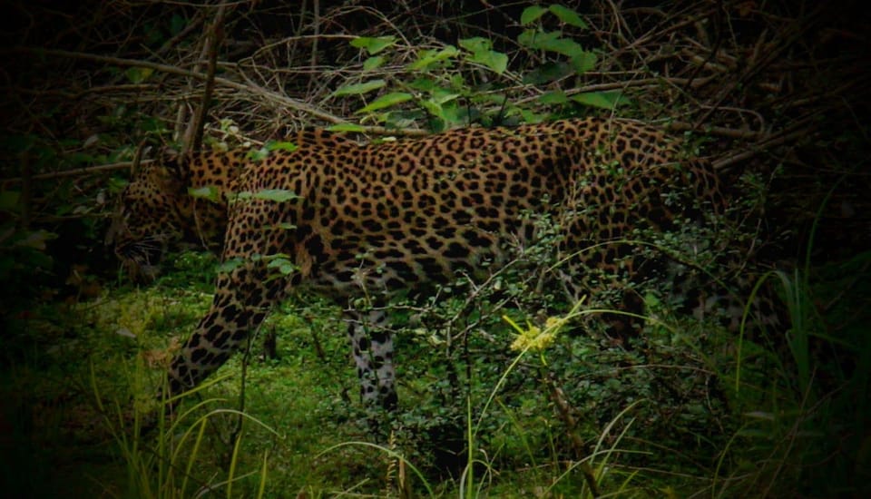 From Hambantota Port : Yala National Park Safari - Pickup and Drop-off Logistics