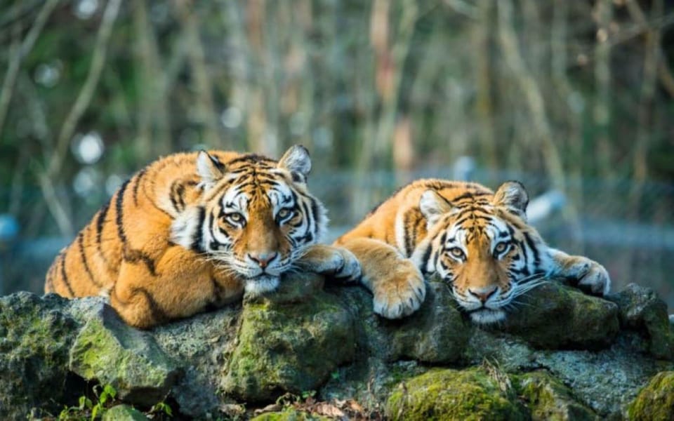 From Jaipur: Ranthambore Tiger National Park Tour (02 Days) - Booking and Cancellation