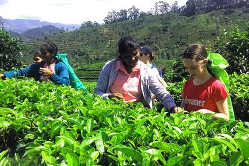 From - Kaluthara / Katukurunda / Maggonna Day Trip To Ella - Flying Ravana Mega Zipline