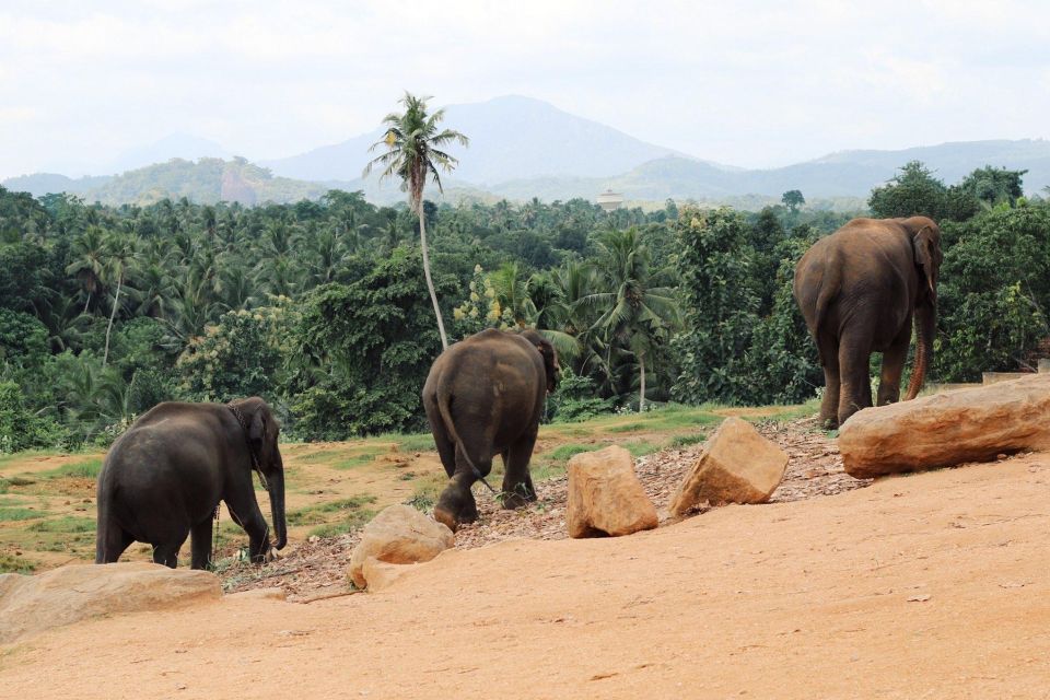 From Kandy: Pinnawala and Botanical Garden Tour By Tuk Tuk - Botanical Garden Exploration