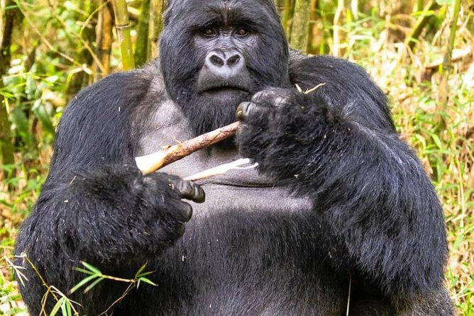 From Kigali: 10 Hour Day-Trip Rwanda Gorilla Trekking With Lunch - Frequently Asked Questions