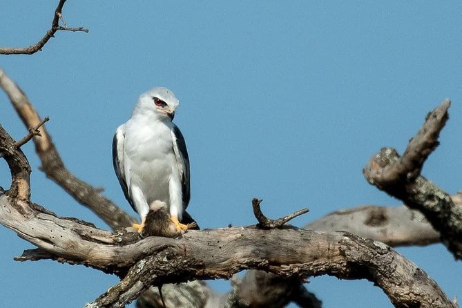 From Kigali: 12 Hour Custom Day Trip for Game Drive in Akagera NP - Wildlife Sightings Opportunities
