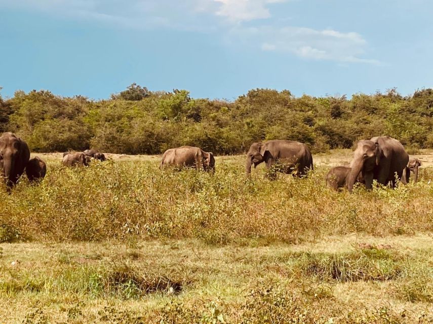 From Negombo: All Inclusive Minneriya National Park Safari - Booking and Availability