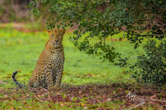 From Negombo: Wilpattu National Park Safari Tour - Starting Times