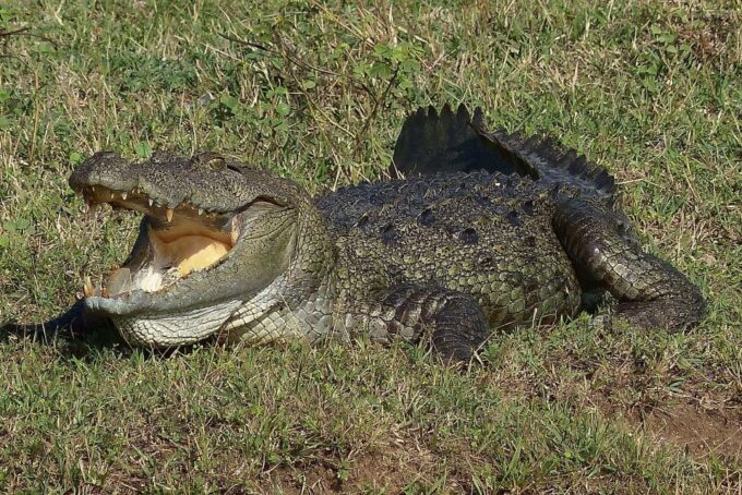 From Negombo: Yala National Park Leopard Safari Day Trip - Customer Feedback