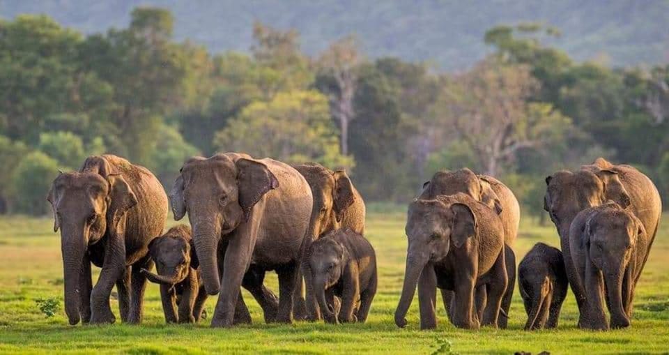 From Sigiriya: Minneriya National Park Elephant Safari - Expert Guidance