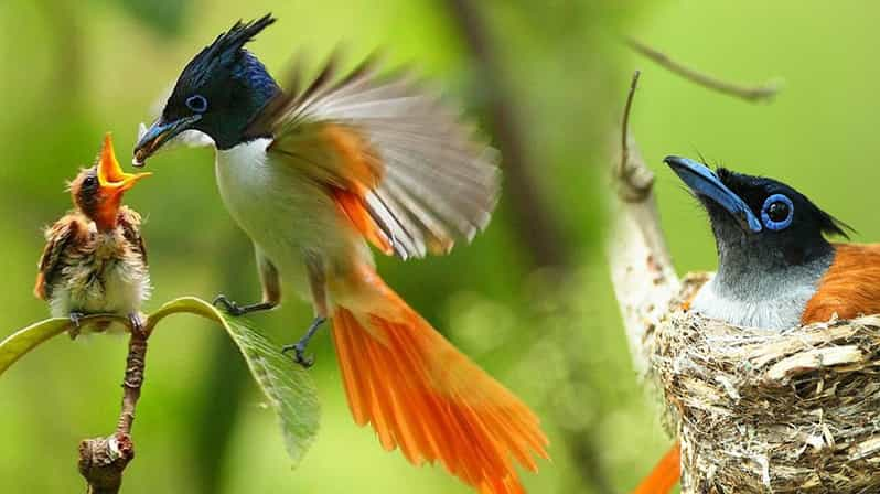 From Sri Lanka Two Day Wildlife & Culture Tour - Kandys Sacred Relic