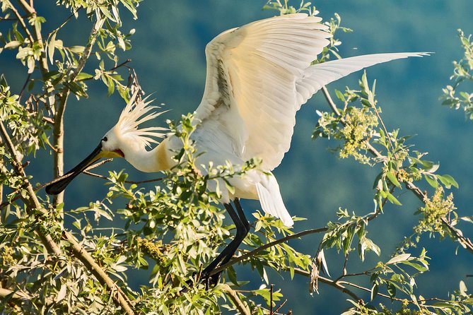 From Thessaloniki: Private Day Trip to Kerkini Lake - Suggestions for Improvement