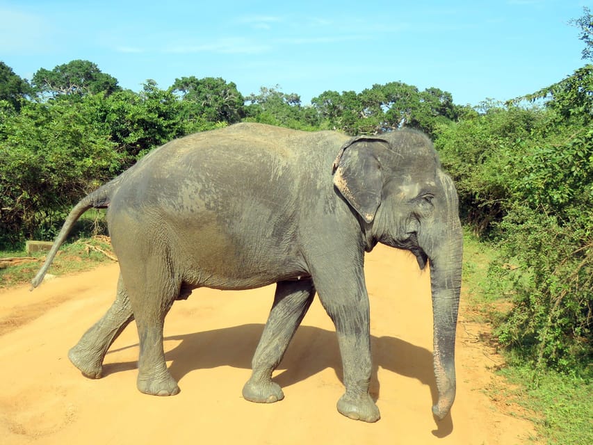 From Udawalawa - Udawalawa National Park Safari Tour - Whats Included