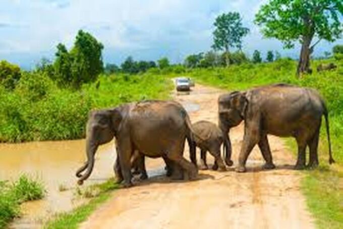 From Udawalawe :-National Park Thrilling Half-Day Safari - Transportation and Accessibility