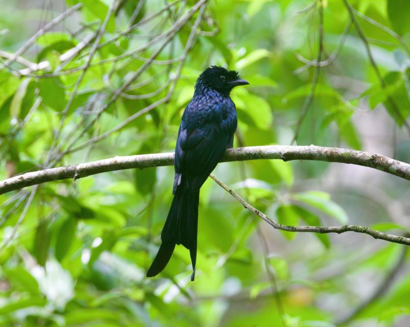 From Udawalawe:Sinharaja Rain Forest Private Day Tour - Important Notes