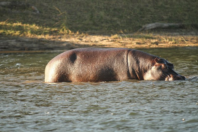 From Victoria Falls: Chobe National Park Small Group Tour - Tips for Travelers