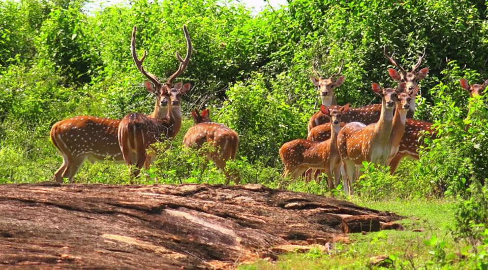 From Yala :- Yala National Park Thrilling Full - Day Safari - Recommendations and Packing Essentials