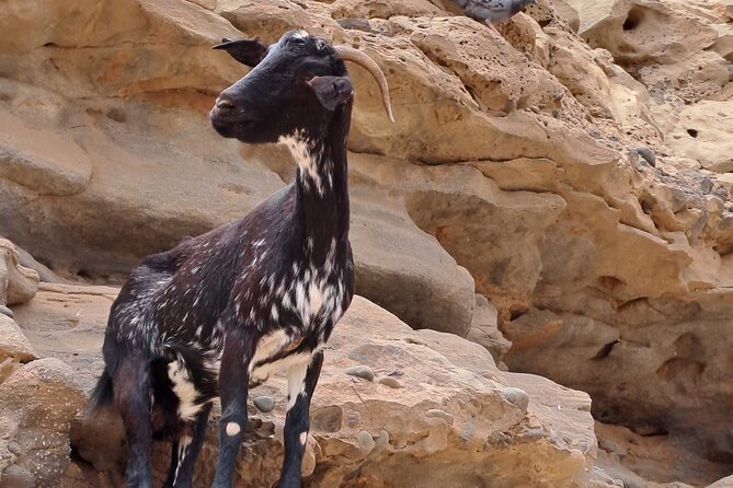 Fuerteventura: Guided VIP Highlights ISLAND TOUR Max 8 People - Booking Information