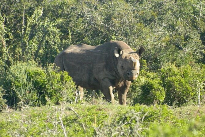 Full-Day Addo Elephant Park & Giraffe Walk Safari - Frequently Asked Questions