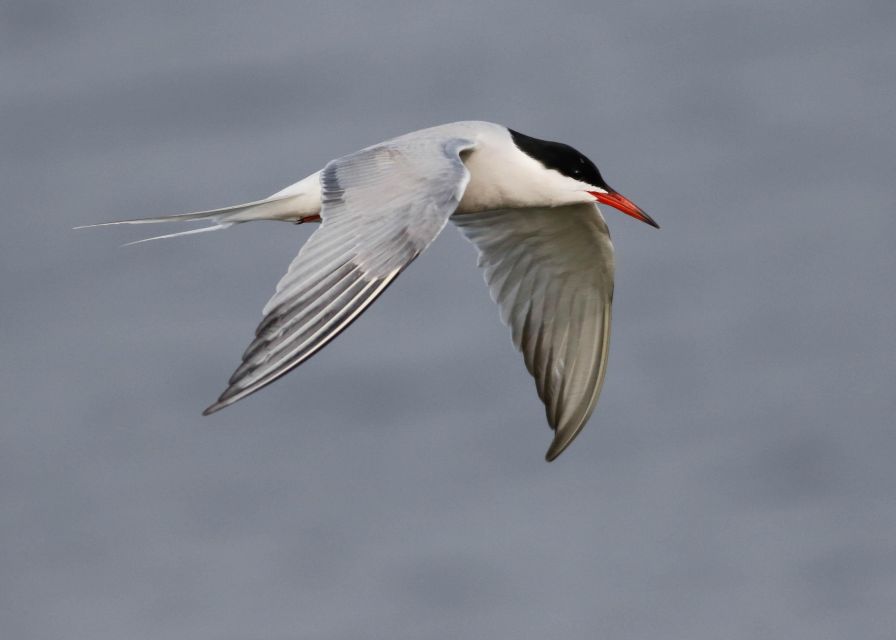 Full Day Birding - Autumn/Winter Species Spotting