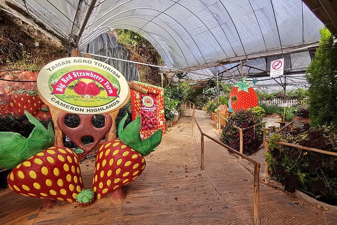 Full-Day Cameron Highlands Day Trip From Kuala Lumpur - Price and Booking Details