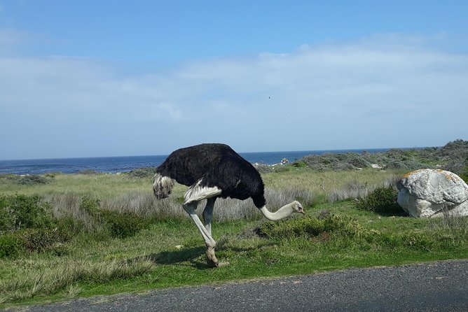 Full Day Cape Peninsula Tour in Private Car - Traveler Reviews