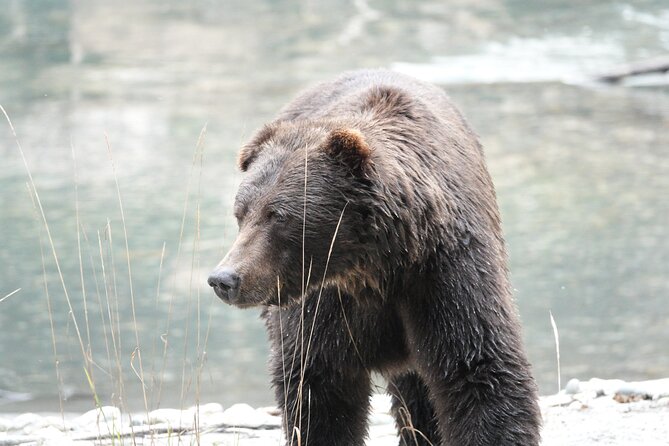 Full Day Grizzly Bear Tour to Toba Inlet - Important Considerations