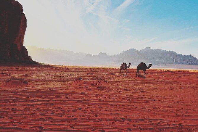 Full Day Jeep and Camel Tour - Customer Reviews and Ratings