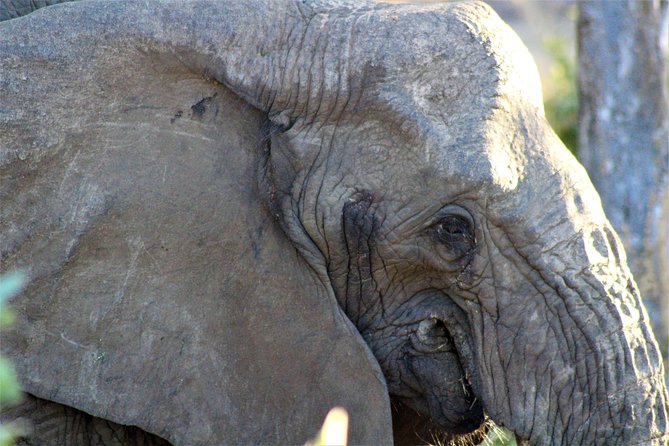 Full-Day Kruger National Park Safari - Tips for a Great Experience