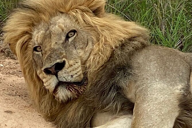 Full-Day Kruger Park Safari From Nelspruit, Whiteriver or Hazyview - Accessibility Features