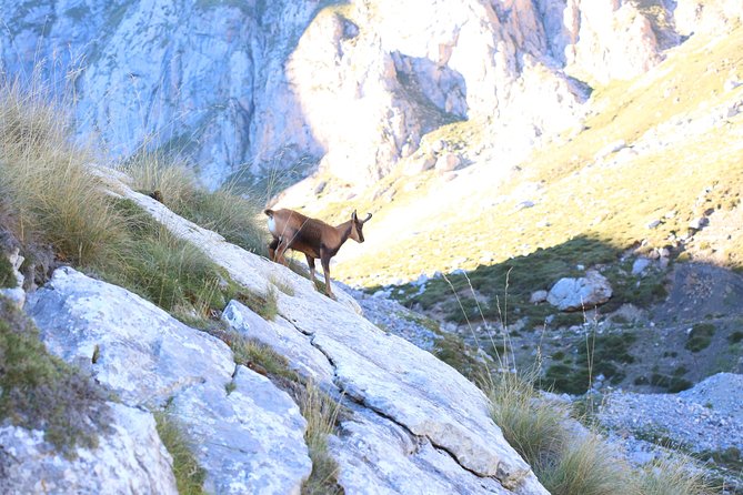 Full Day Private 4WD Tour From Santander to Picos De Europa. Excellent Meals. - Additional Details