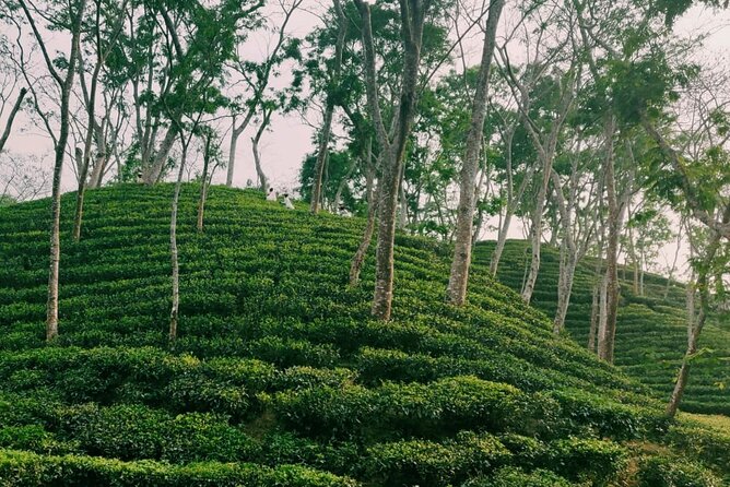 Full Day Sreemangal Tea Garden & National Park Hiking Tour - Important Travel Information