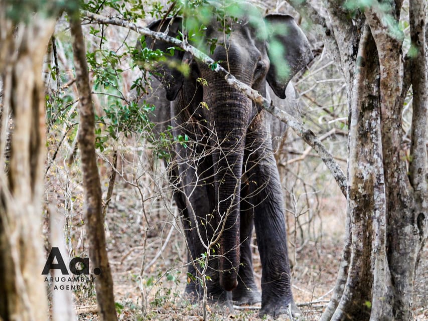 Full-Day Wild Safari in Kumana National Park - Frequently Asked Questions