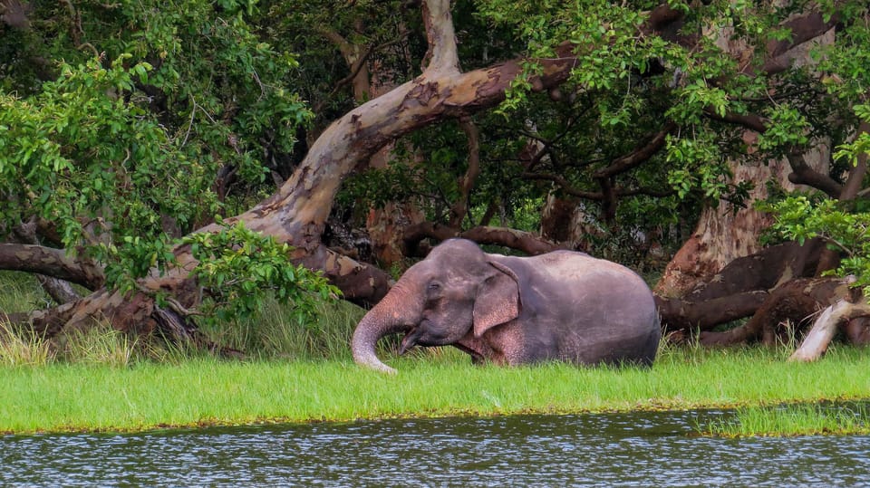 Galle: Udawalawe National Park Safari With Hotel Pickup - Highlights of the Safari Experience