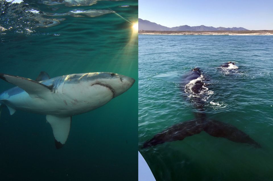 Gansbaai: Shark Dive & Big 5 Sea Safari Combo Boat Trip - Important Tips and Recommendations