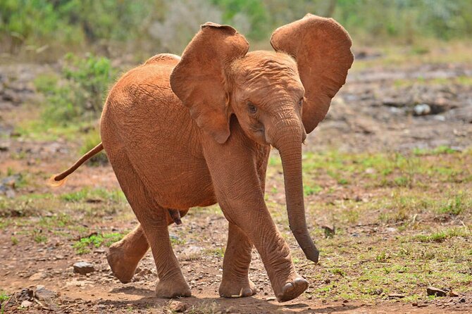 Giraffe Center and David Sheldrick Elephant Orphanage Day Tour From Nairobi - Pickup and Transportation