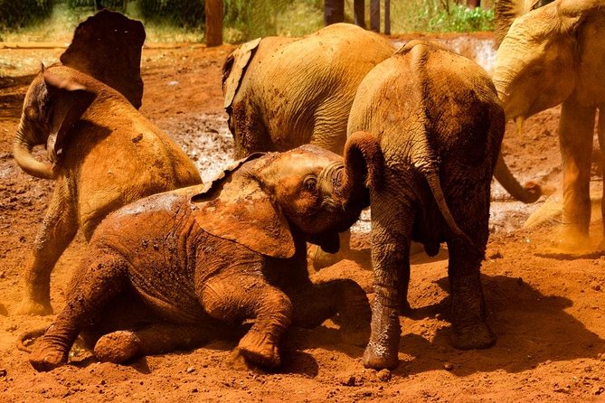Giraffe Center, Elephant Orphanage and Beads Center - Discovering the Beads Center