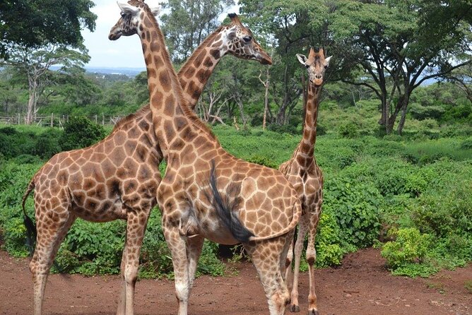 Giraffe Center & Elephant Orphanage Guided Day Tour - Why Choose This Tour