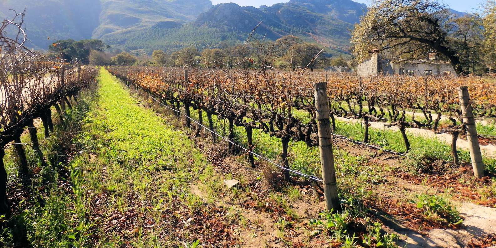 GO! Cape Winelands Tour - Paarl, Stellenbosch, Franschoek - Visiting Stellenbosch and Franschoek