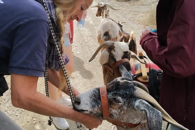 Goat Trekking Fuerteventura - Additional Information and Booking