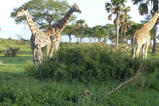 Gorilla Trekking - Tips for a Successful Trek