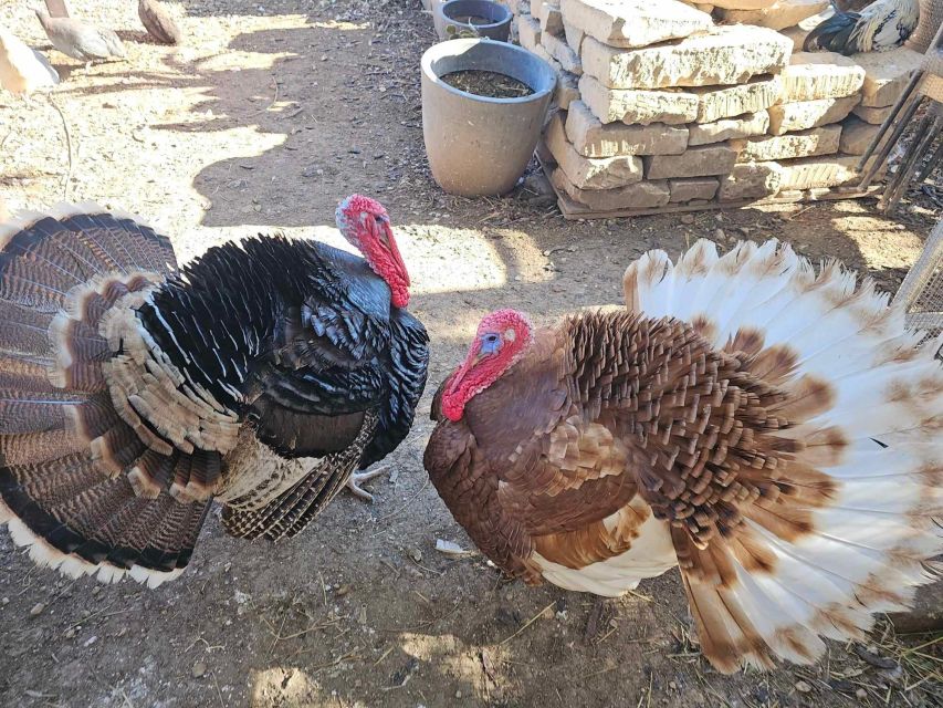 Gozo Alpaca Walks : With Feeding and Farm Visit - Tips for Your Visit