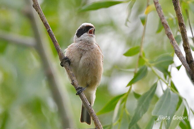 Guided Birdwatching Day Trip to the Danube Delta - Private Program - Booking and Cancellation Policy