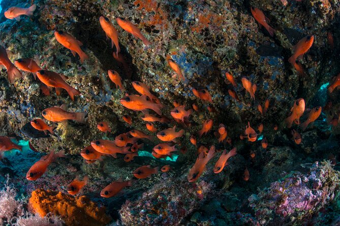 Guided Diving for Beginners Without Certification From Sorrento - Booking and Cancellation Details