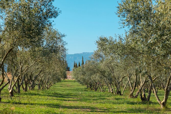Guided Tour and Olive Oil Tasting in Mallorca - Tasting of Olive Oil Varieties