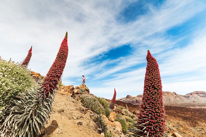 Guided Tour to Teide National Park in Tenerife - Tips for a Great Tour