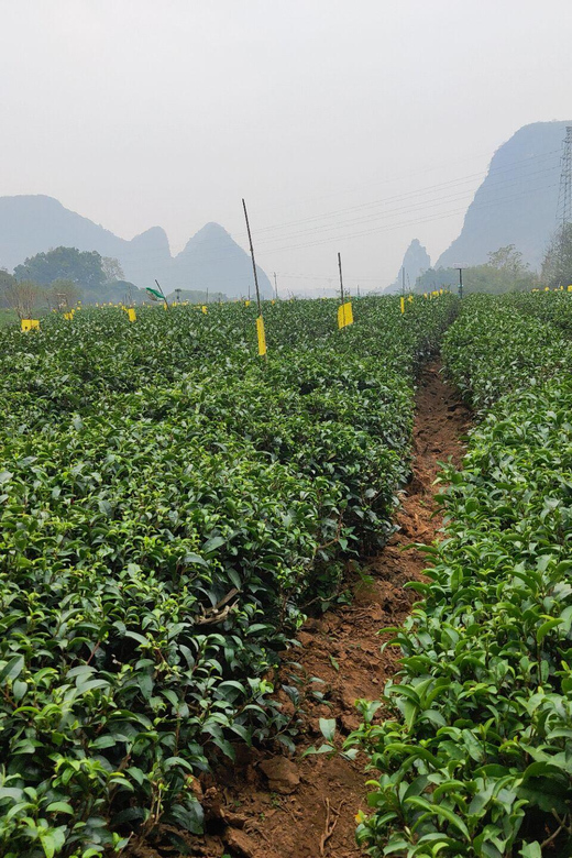 Guilin: Reed Flute Cave and Tea Plantation Private Tour - Transportation and Accessibility