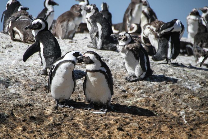 Half Day Boulders Penguins and Cape Point Small Group Tour - Booking Information