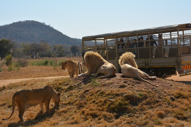 Half Day Lion Park Tour From Johannesburg or Pretoria - Nearby Attractions and Activities