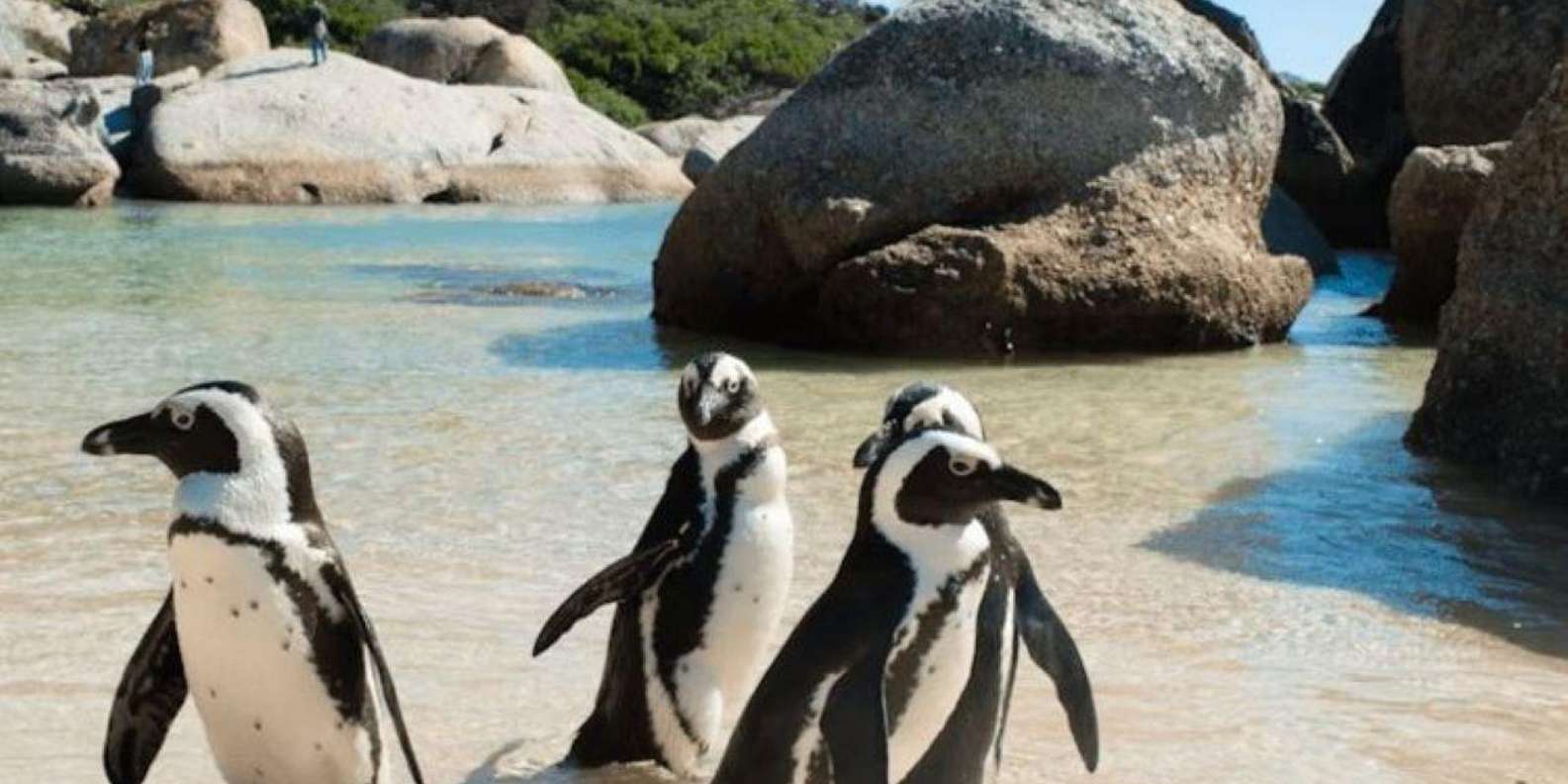 Half-Day: Penguins Boulders Beach (Small Group) - Important Considerations